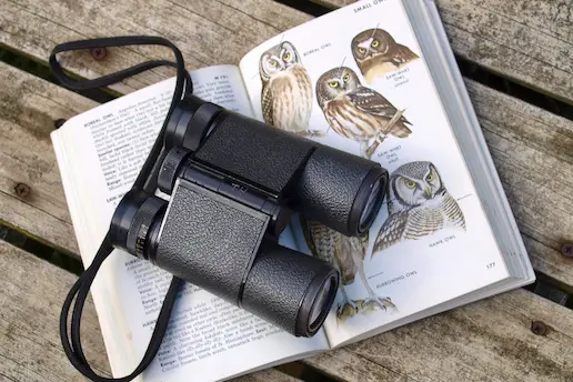 Binoculars resting on top of book about owls