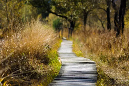 Boardwalk in forest surrounded by tall grass