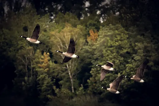Geese flock flying migrating