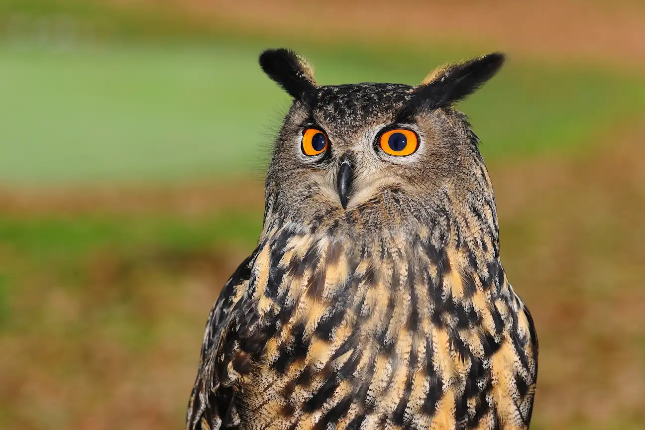 Great Horned Owl