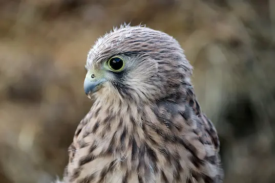 Falcon picture from the side