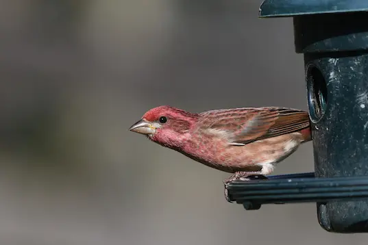 Funky red bird perched on something metal
