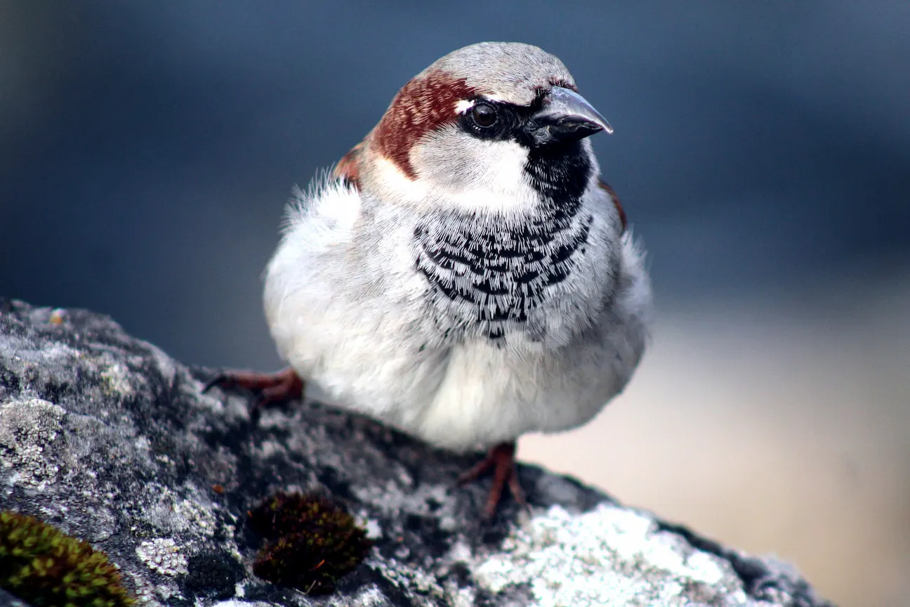 Song Sparrow