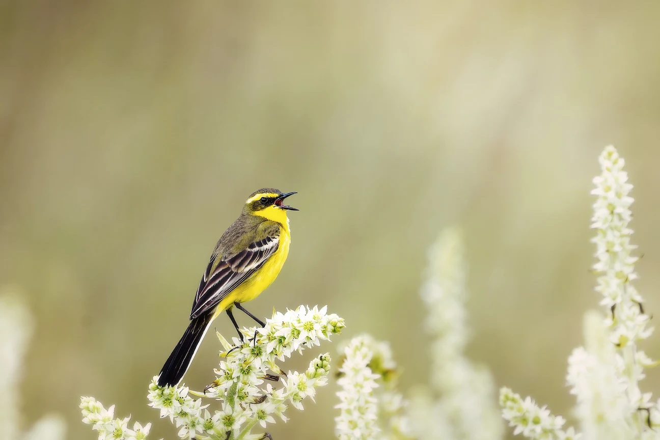 Yellow Wagtail